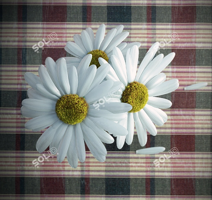 Lovely Daisy Bouquet 3D model image 2