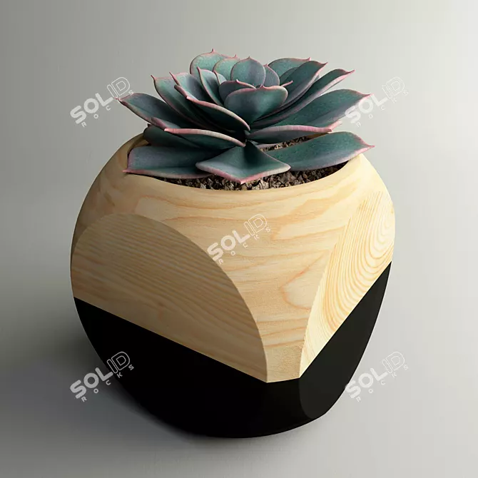 Succulent Plant - 20cm Height 3D model image 1