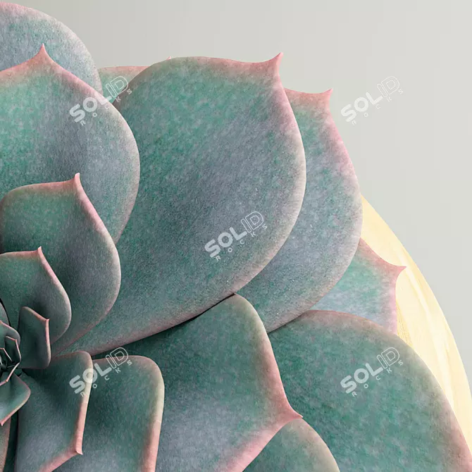 Succulent Plant - 20cm Height 3D model image 2