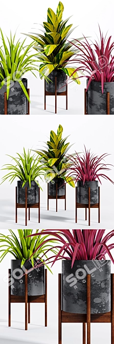 Versatile Decorative Plants - 4 3D model image 1