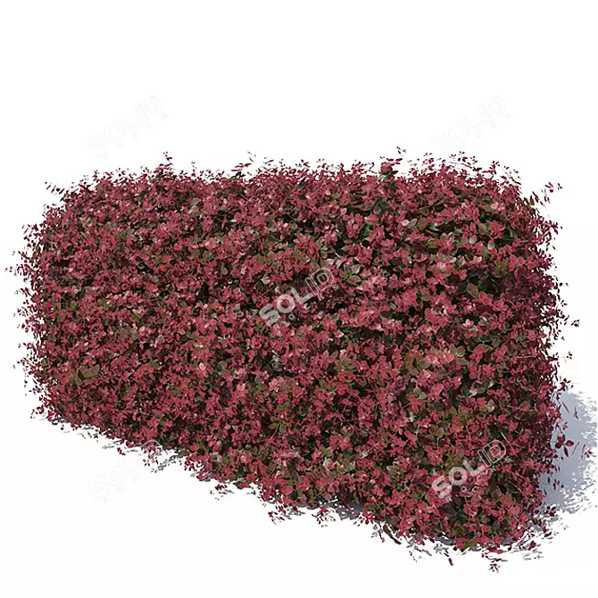 Berberis Thunbergii Hedge 3D model image 1