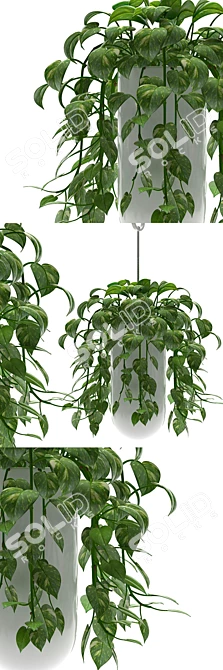 Lucky Leaf Money Plant - Bring Abundance to Your Home 3D model image 1