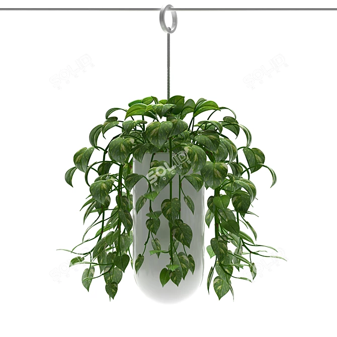 Lucky Leaf Money Plant - Bring Abundance to Your Home 3D model image 2