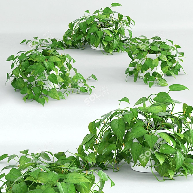 Scandens Climbing Plant: Vray 3D Model 3D model image 1