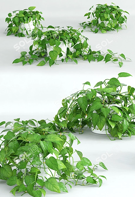 Scandens Climbing Plant: Vray 3D Model 3D model image 2