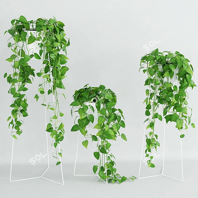 Woodbine 3 - Philodendron Scandens Vine Plant 3D model image 1