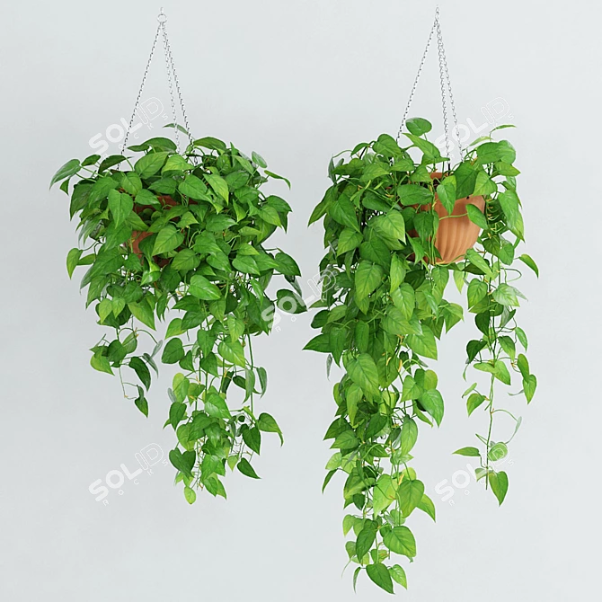 Scandens Hanging Plant: 2 Variants 3D model image 1