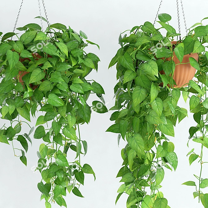 Scandens Hanging Plant: 2 Variants 3D model image 2