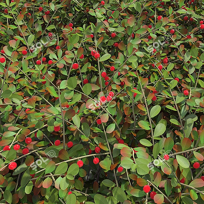 Vibrant Cotoneaster Berries Hedge 3D model image 2