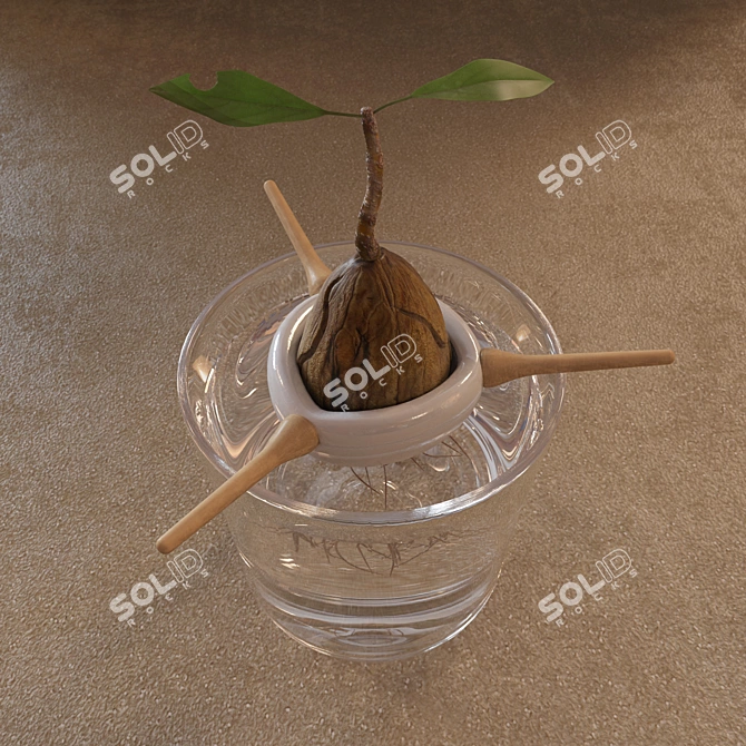 Sprouted Walnut Décor 3D model image 2