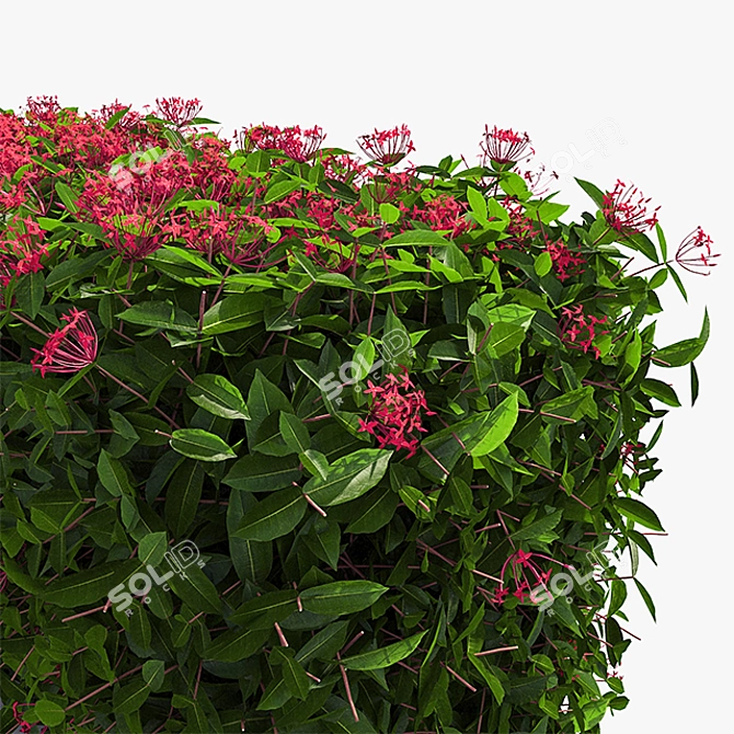 Exotic Blooms Live Hedge 3D model image 2