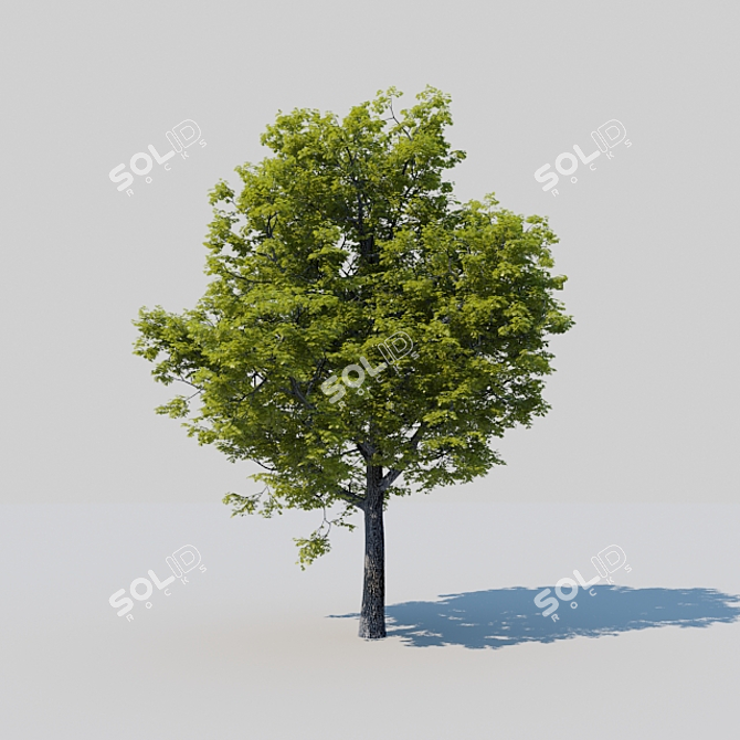 Majestic Oak of Serenity 3D model image 1