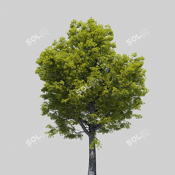 Majestic Oak of Serenity 3D model image 2