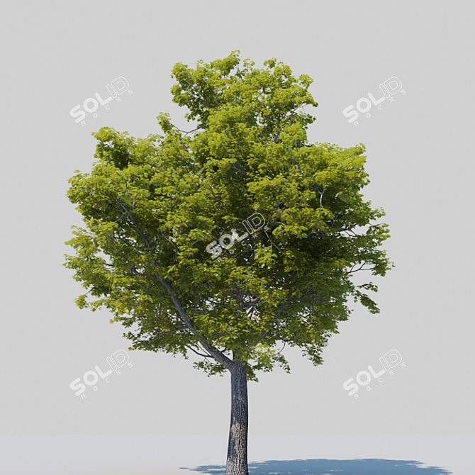 Mighty Oak: Revamped and Resplendent 3D model image 2