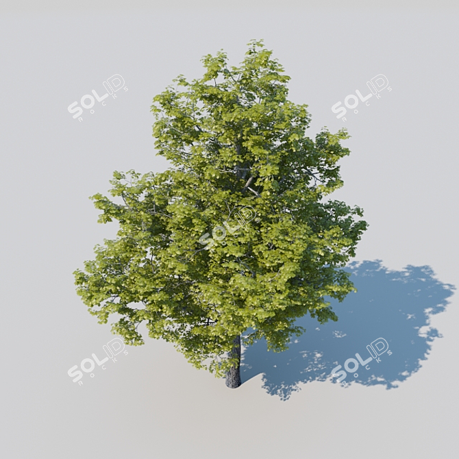 Mighty Oak: Revamped and Resplendent 3D model image 3