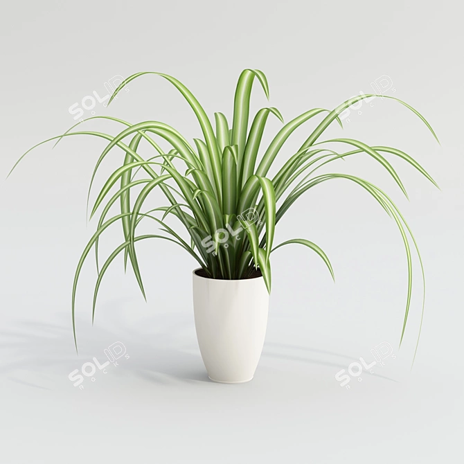 Indoor Spider Plant 3D model image 1