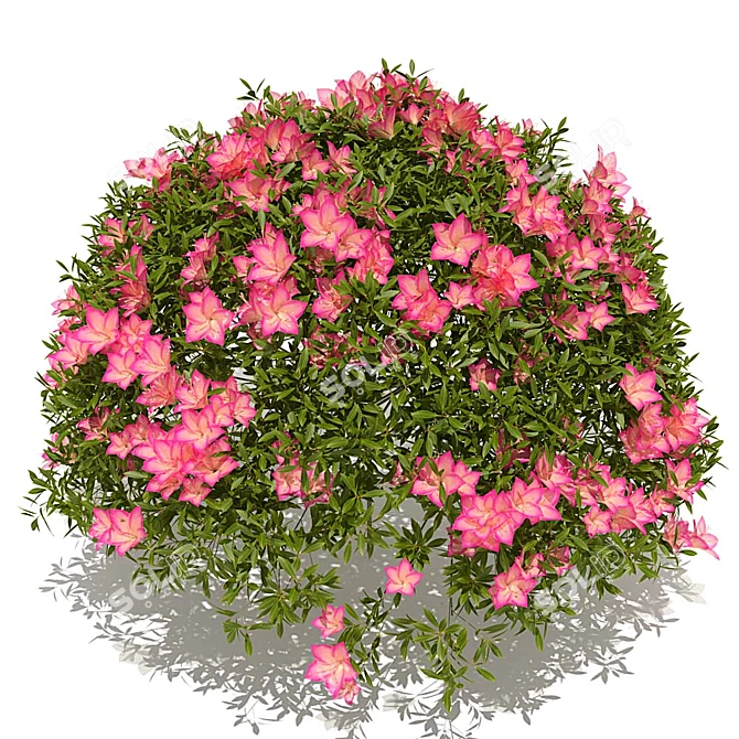 Gorgeous Azalea Bush 3D model image 1