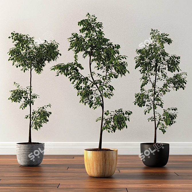 Versatile Ficus Silk Tree Set 3D model image 1