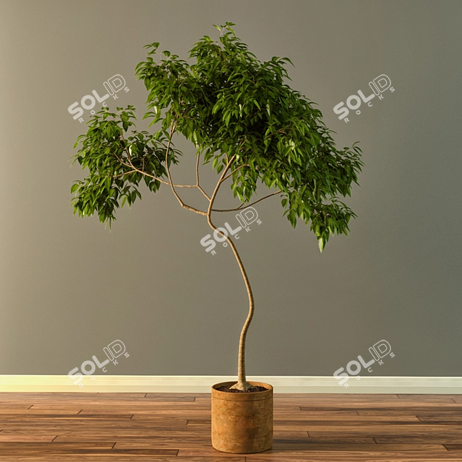 Natural Claypot Tree - 1.9m Height 3D model image 1