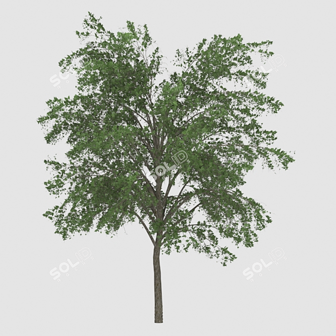 Elegant Tree Sculpture 3D model image 1