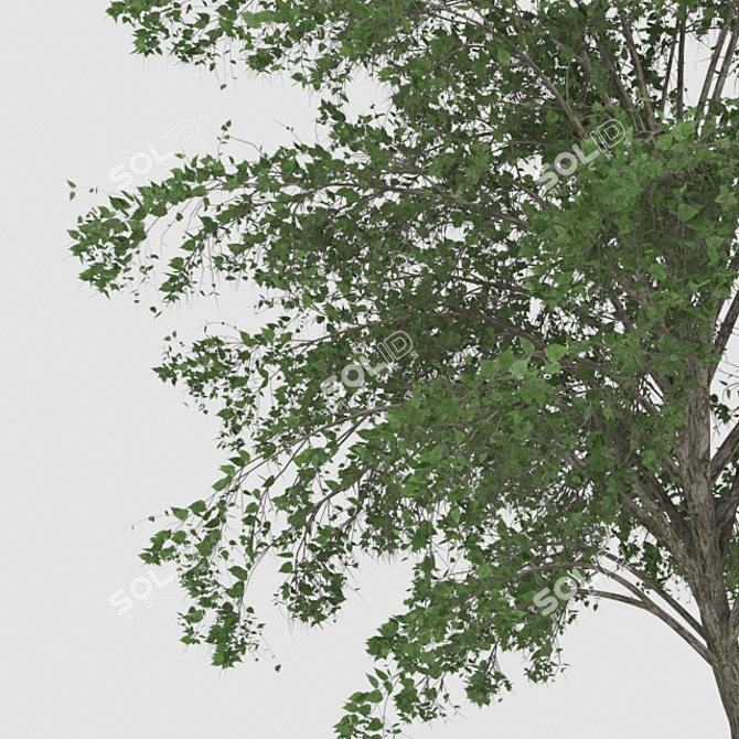Elegant Tree Sculpture 3D model image 2