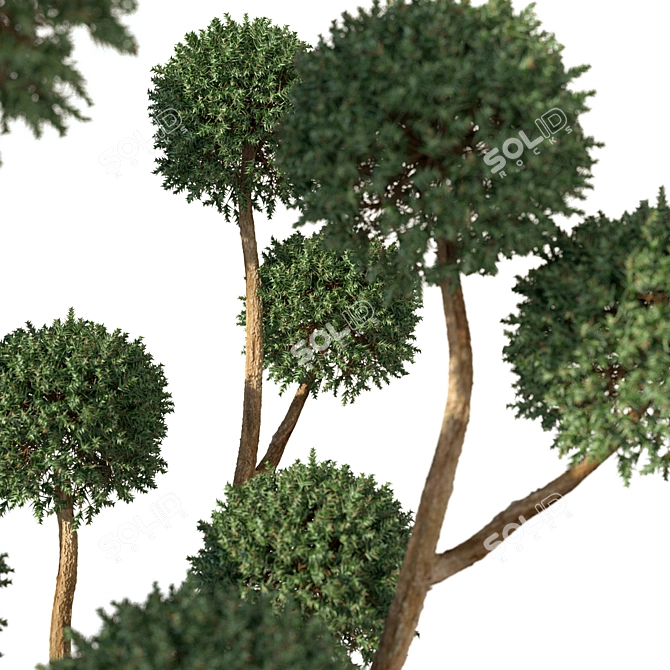 Miniature Zen Tree: Bonsai 3D model image 2