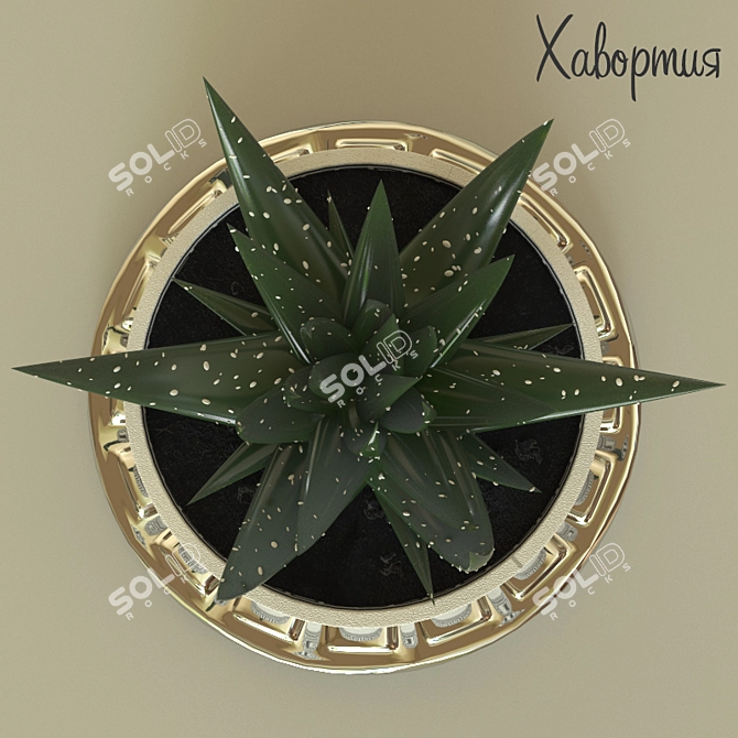 Haworthia - Stunning Ornamental Plant 3D model image 2