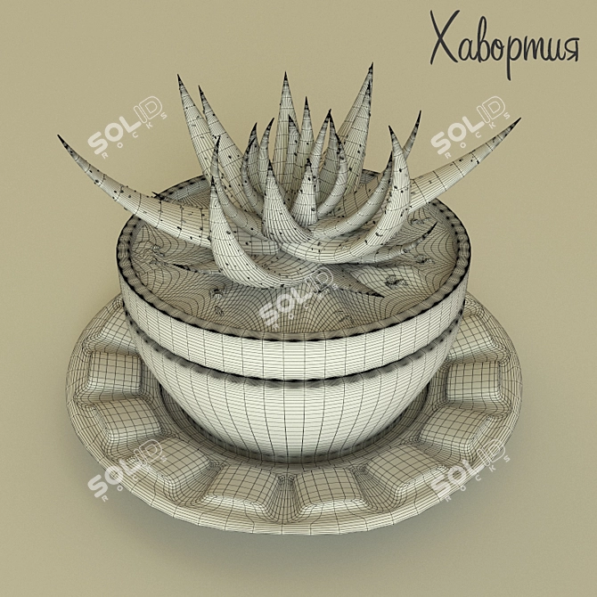 Haworthia - Stunning Ornamental Plant 3D model image 3