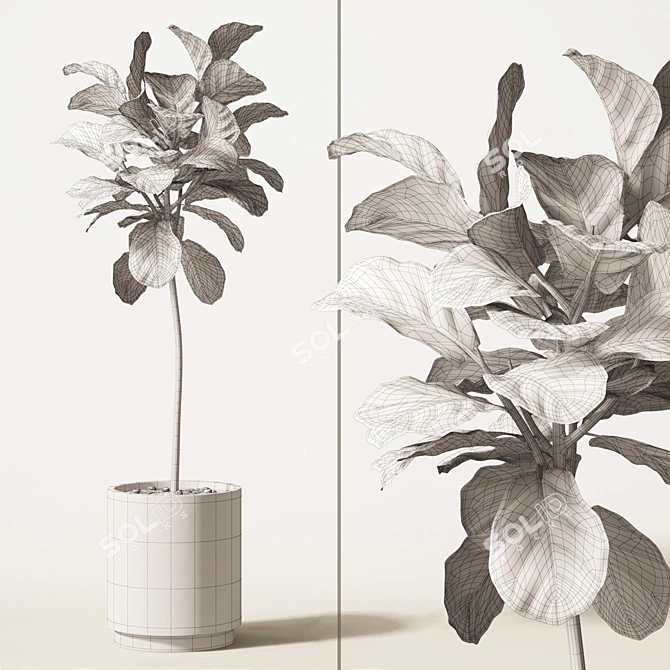 Tall Ficus Lyrata: 1800mm Height 3D model image 2