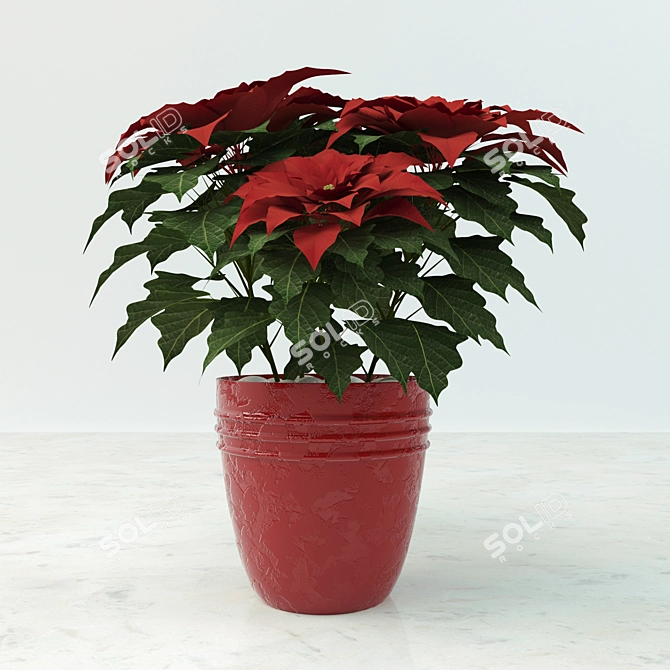 Blooming Poinsettia: Vibrant Indoor Plant 3D model image 1