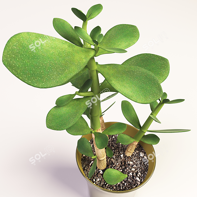 32cm Money Plant - Prosperity in a Pot 3D model image 2