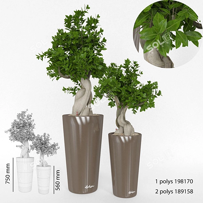 Elegant Ficus Bansai Duo 3D model image 1