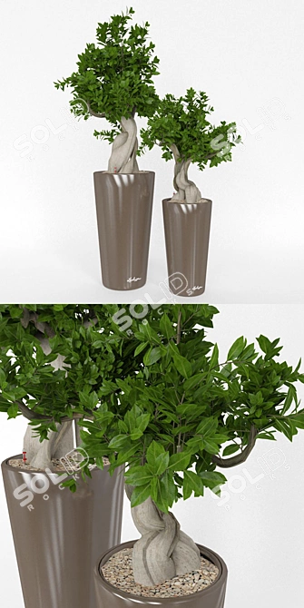 Elegant Ficus Bansai Duo 3D model image 2