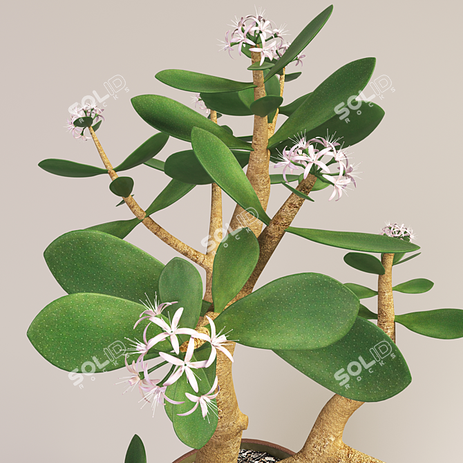 Blooming Money Tree - 36cm Height 3D model image 2