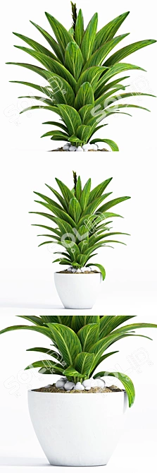 Decorative Plant: Max 2015, 2012, FBX 3D model image 1