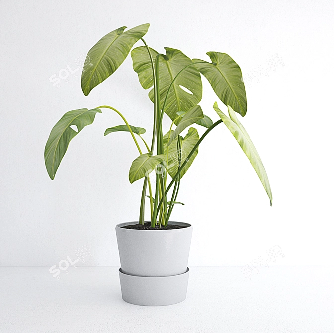 Kalla Leaves in a Pot 3D model image 1