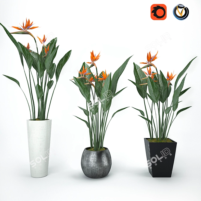 Tropical Beauty Strelitzia 3D model image 1