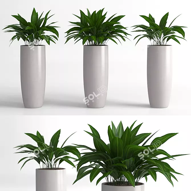 Elegant Aspidistra Plant Duo 3D model image 1