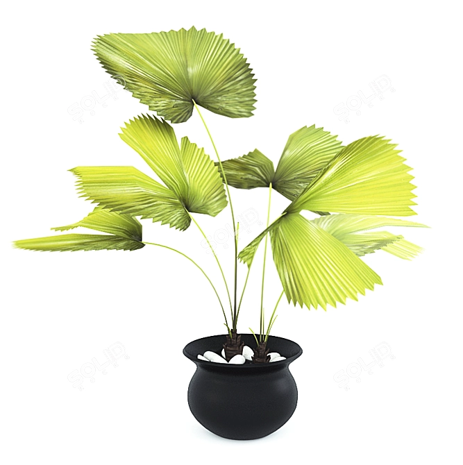 Tropical Fiji Palm: Exotic Elegance 3D model image 1