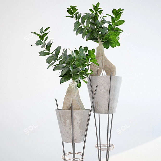 Ginseng Ficus: Bonsai with a Twist 3D model image 2