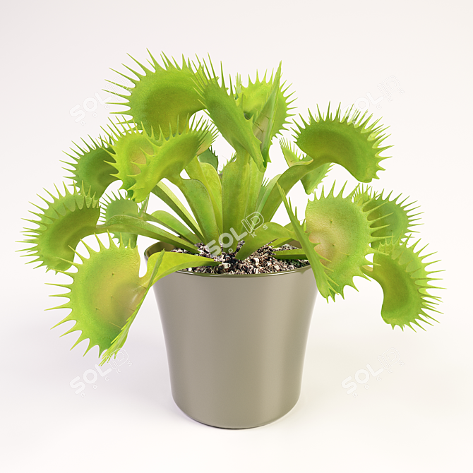 Petite Venus Flytrap - 22cm 3D model image 1