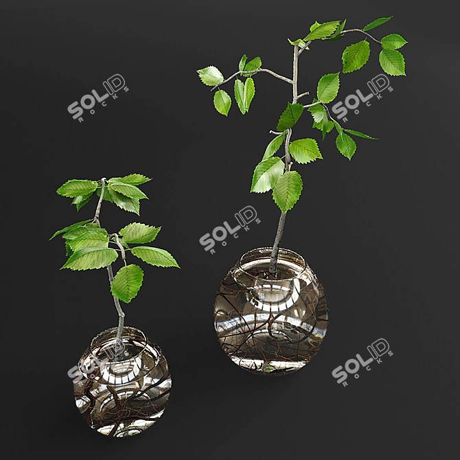 Mini Succulents in Glass Vase 3D model image 3