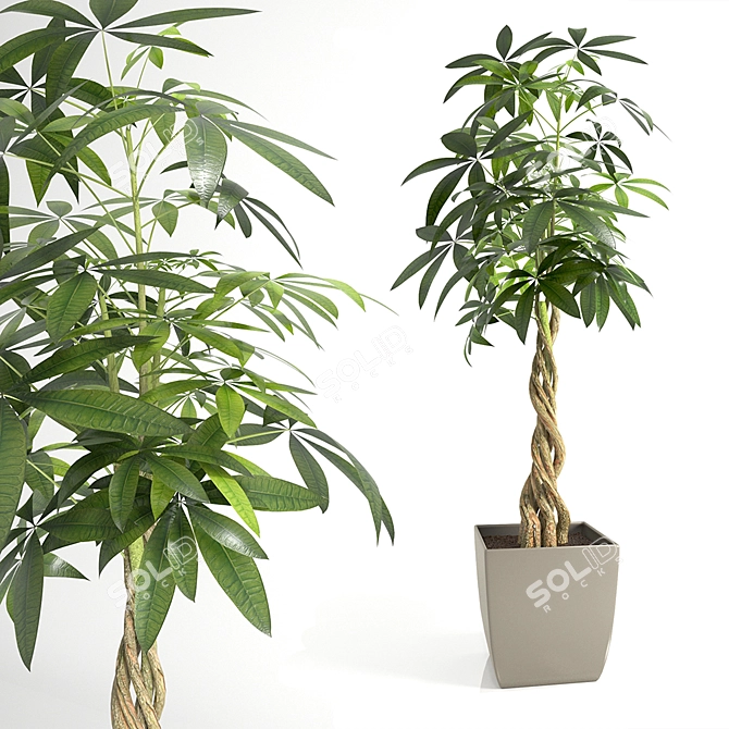 Pachira Aquatica: 2.2m Tall Indoor Plant 3D model image 1