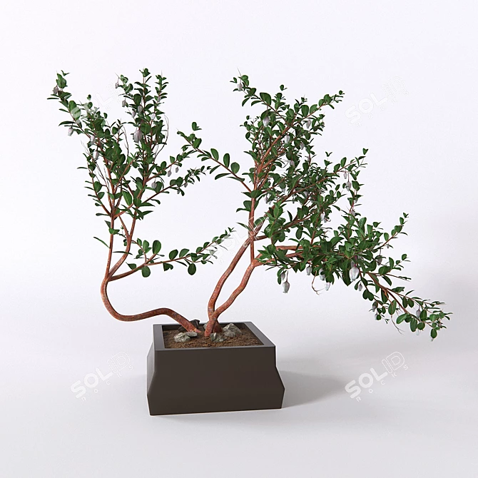 Eternal Evergreen Manzanita with Reddish Branches 3D model image 1