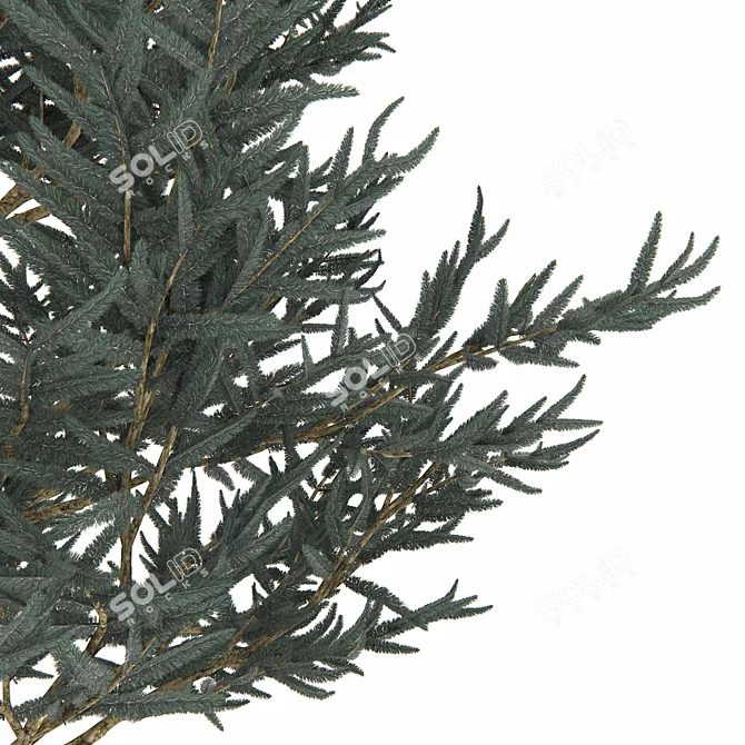 Blue Spruce Tree in Pot | 530mm Height 3D model image 2