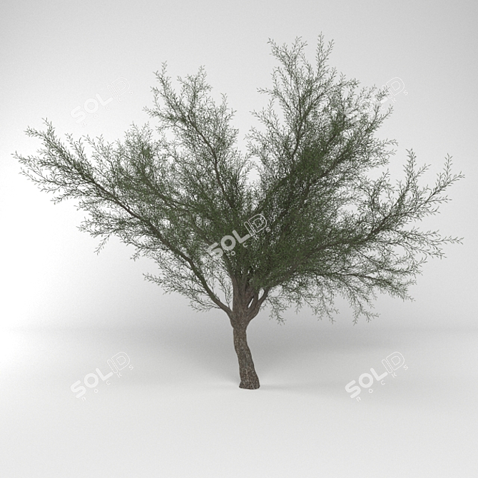  Desert Dream Mesquite Tree 3D model image 1