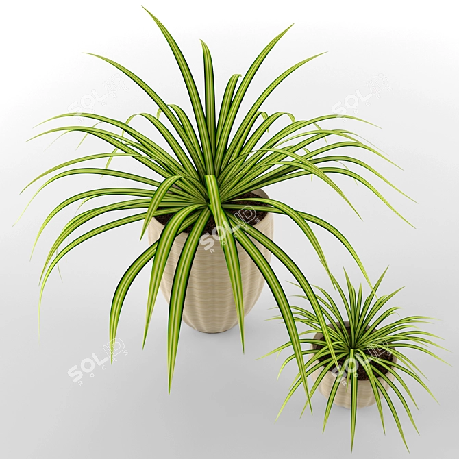 Chlorophytum Pots: Home, Office, Garden 3D model image 2