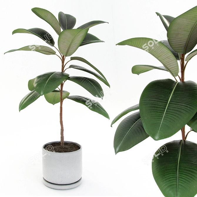 Rubber Fig Tree in Concrete Pot 3D model image 1