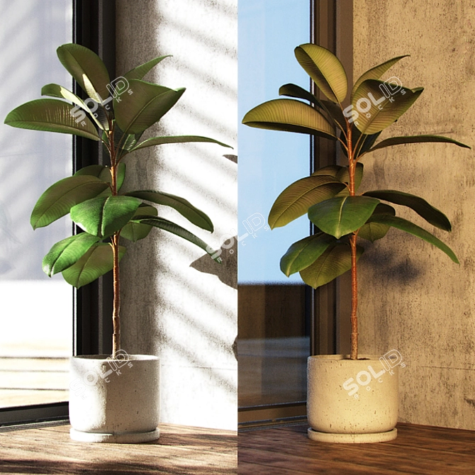 Rubber Fig Tree in Concrete Pot 3D model image 2