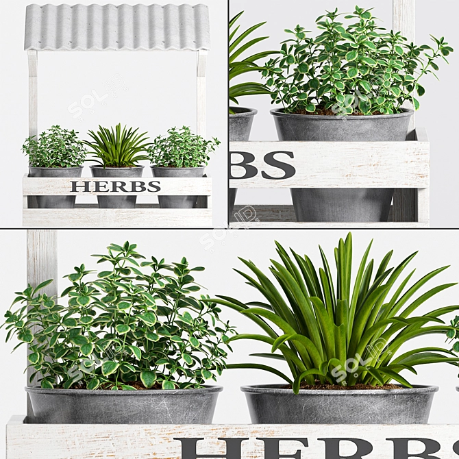 Sustainable Herb Plants 3D model image 1